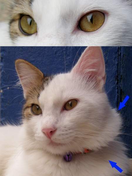 Archivo:ROMEO CUBA EYES NECK.jpg