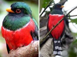Trogon personatus.jpg