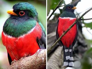 Trogon personatus.jpg