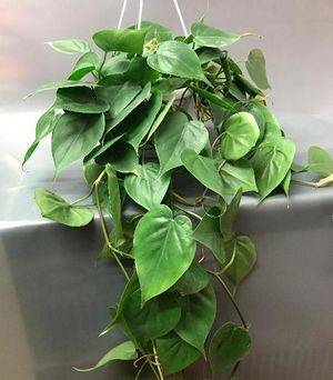 -philodendron-scandens.jpg