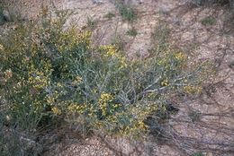 Acacia ericksoniae.jpg