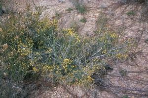 Acacia ericksoniae.jpg