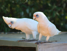Cacatua.jpg