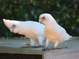 Cacatua.jpg
