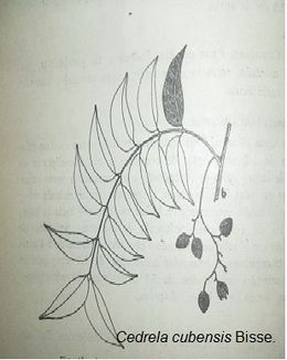 Cedrela.jpg