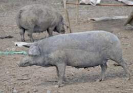 Cerdo-criollo.jpg