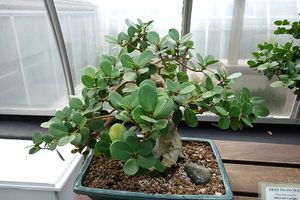 Ficus punctata bonsai.JPG