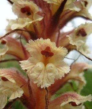 Orobanche amethystea 3.jpg