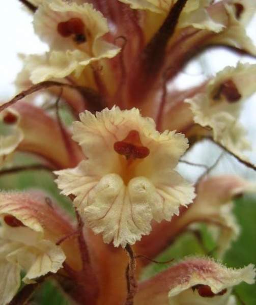 Archivo:Orobanche amethystea 3.jpg