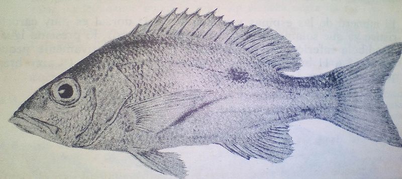 Archivo:Pargo Ojanco.jpg