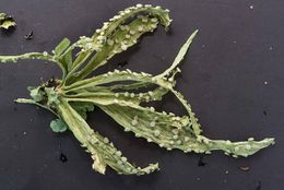 Ramalina.jpg