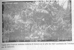 Árbol de La Ceiba.jpg