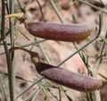 Crotalaria lebeckioides 4.jpeg