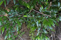 Croton elaeagni.jpg