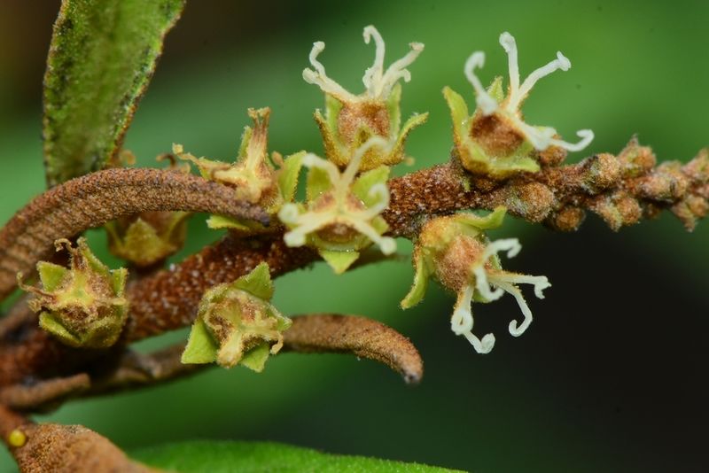 Archivo:Croton impressus 3.jpeg