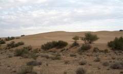 Desierto de Thar.jpg