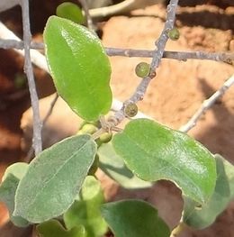 Ficus nigropunctata.JPG