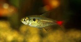 Hemigrammus stictus.jpg