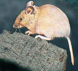 Img ratonMor1.jpg