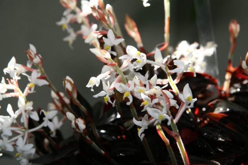 Archivo:Ludisia discolor.jpg