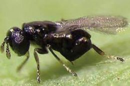 OOphelimus maskelli.jpg