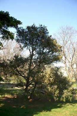 Picea likiangensis.jpg